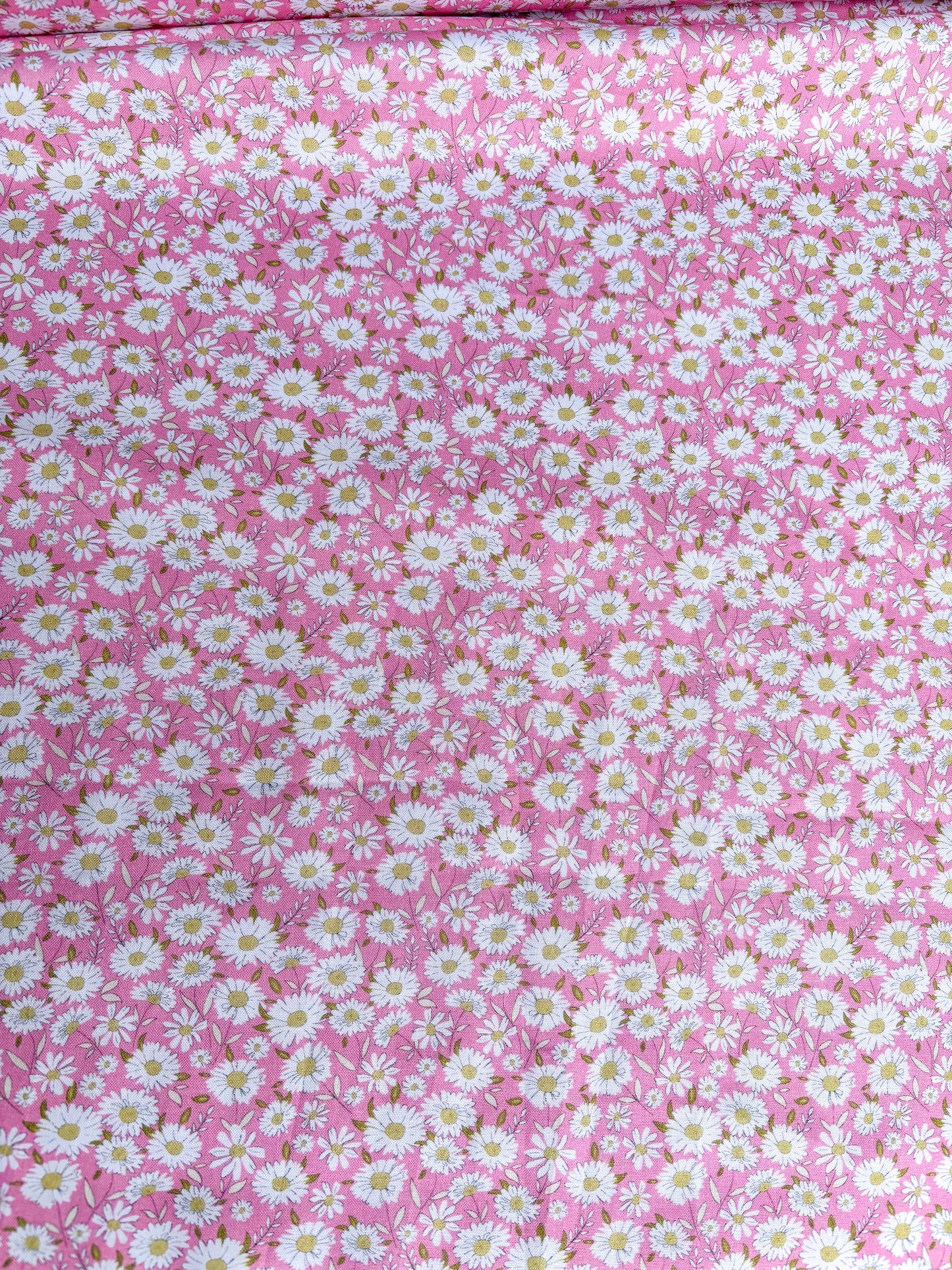 Pink Daisies
