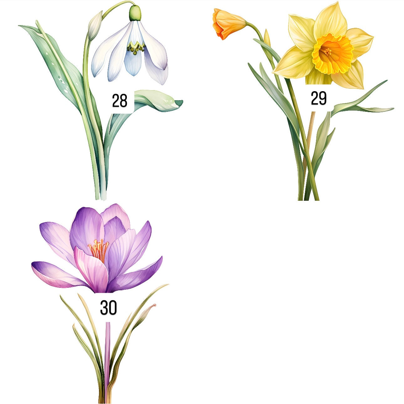 Flowers (30 options)
