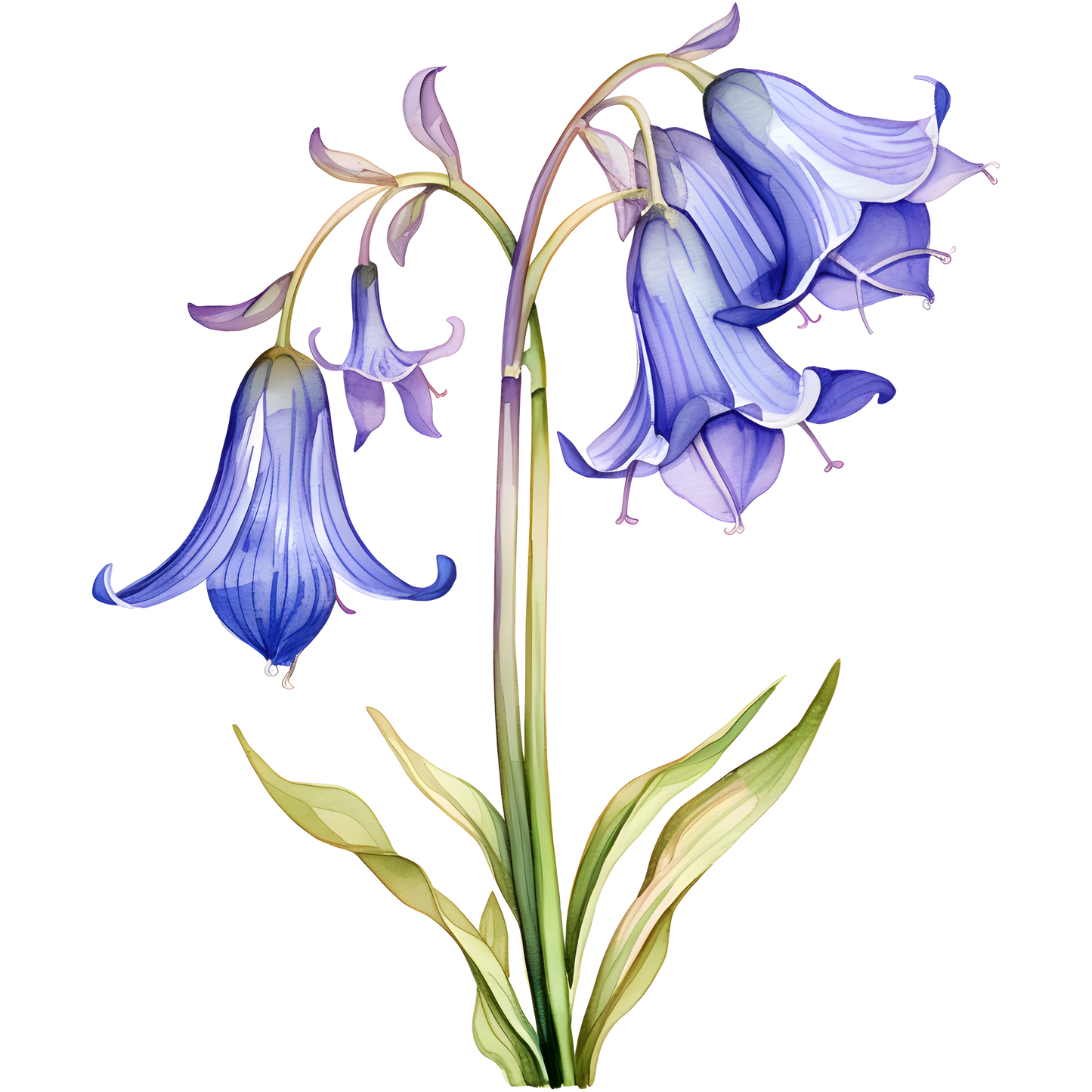 Flowers (30 options)