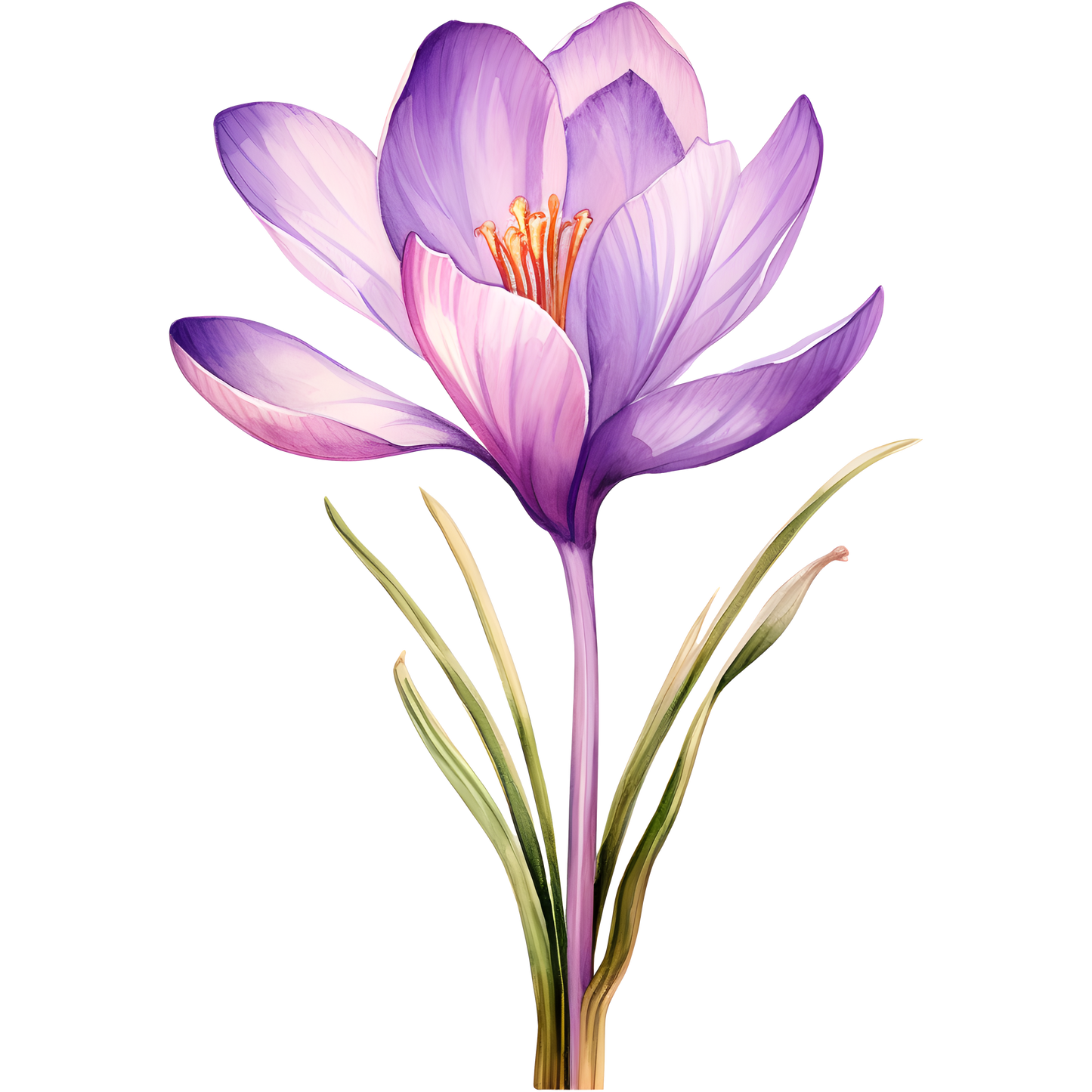 Flowers (30 options)