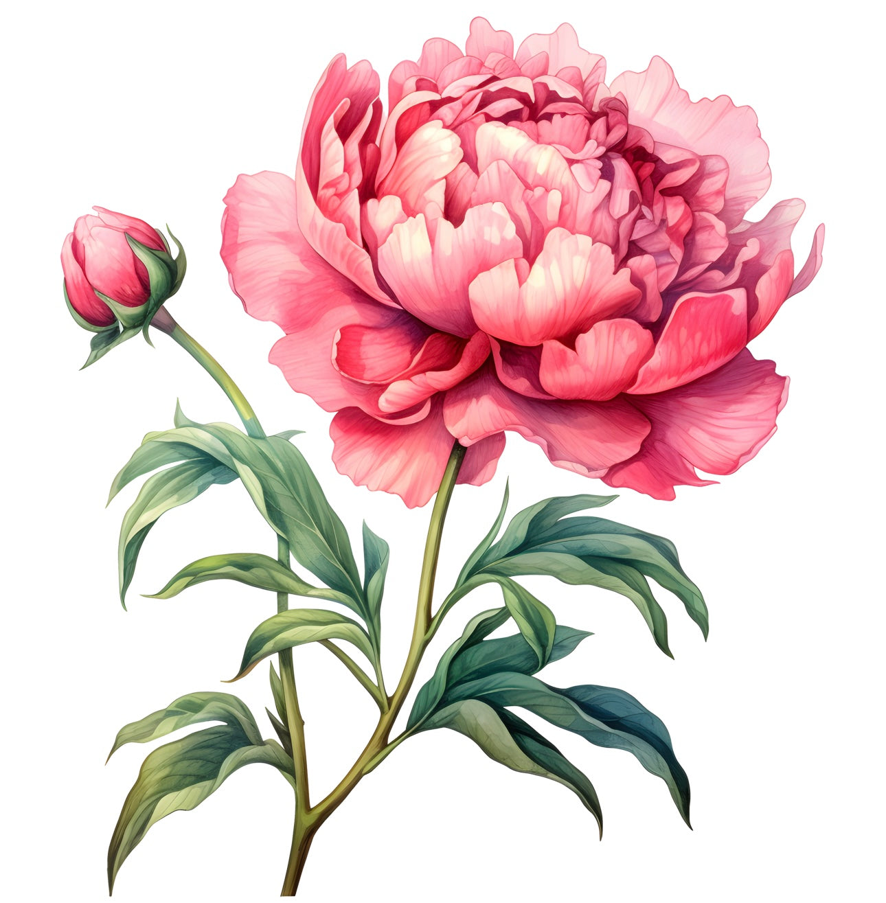 Flowers (30 options)